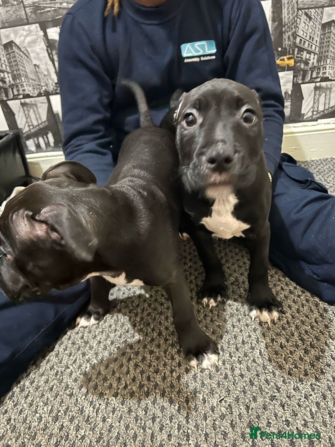 American Bull Staffy dogs for sale: american staffordshire for sale  - Image 15