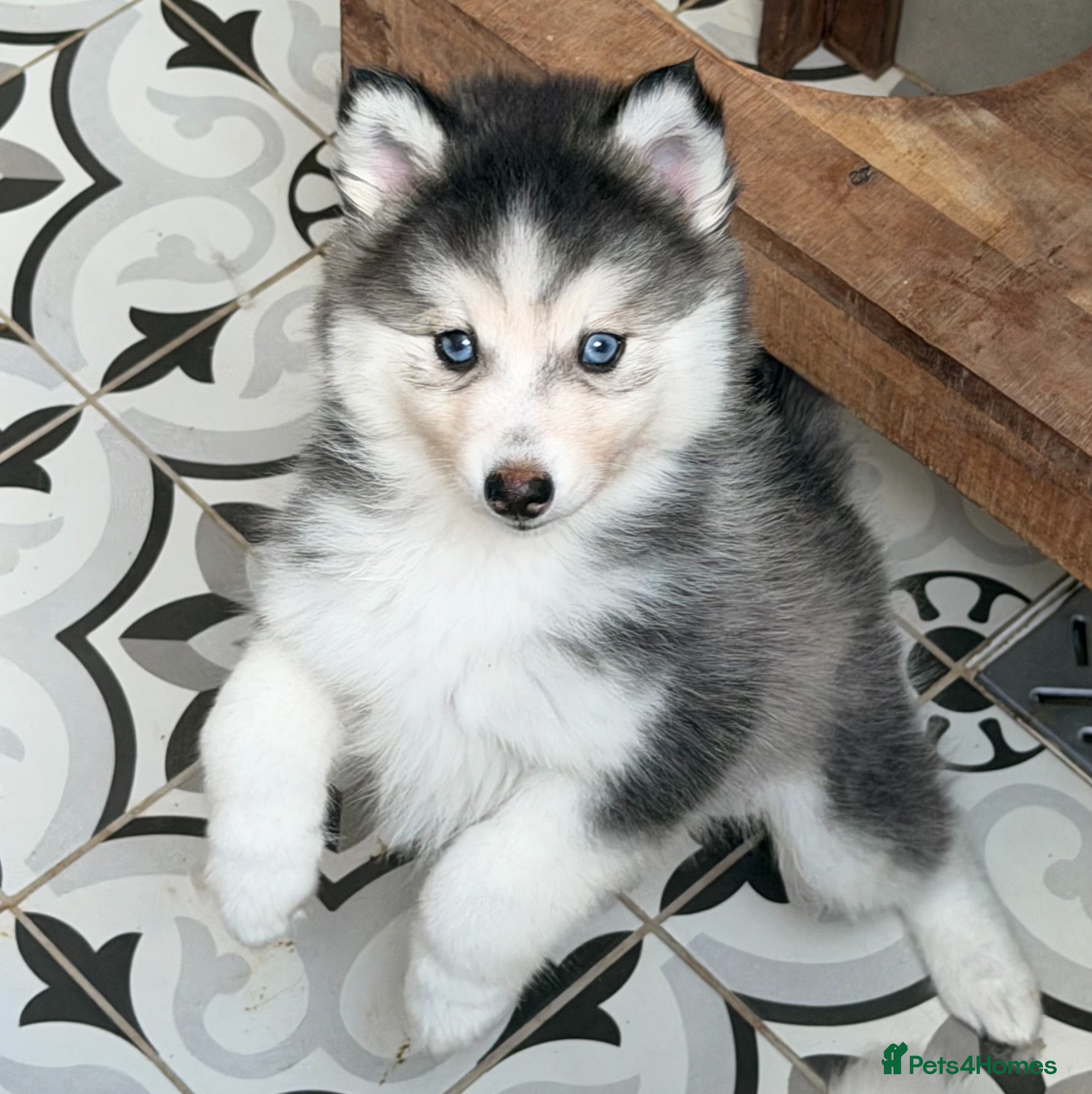 Pomsky dogs Blue Eyed Pomskies in London - only 2 left  - Advert 2