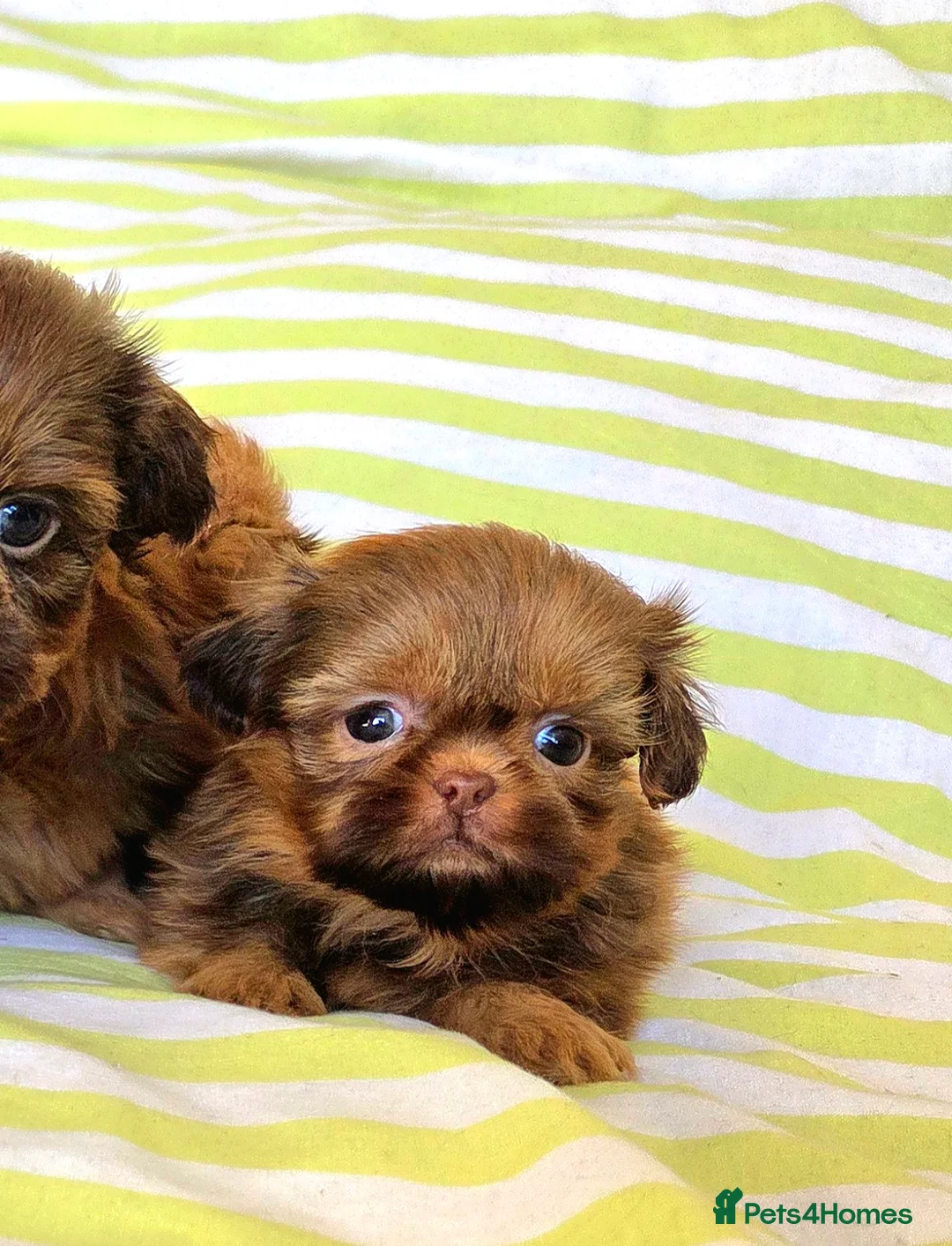 Shih Tzu dogs for sale: KC Registered Chocolate Imperial Shih Tzu Puppies - Advert 12