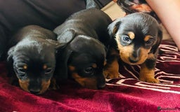 Dachshund dogs for sale: Beautiful dauchound puppies - Image 4