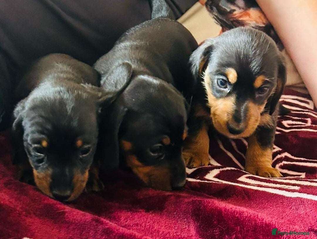 Dachshund dogs for sale: Beautiful dauchound puppies - Image 4