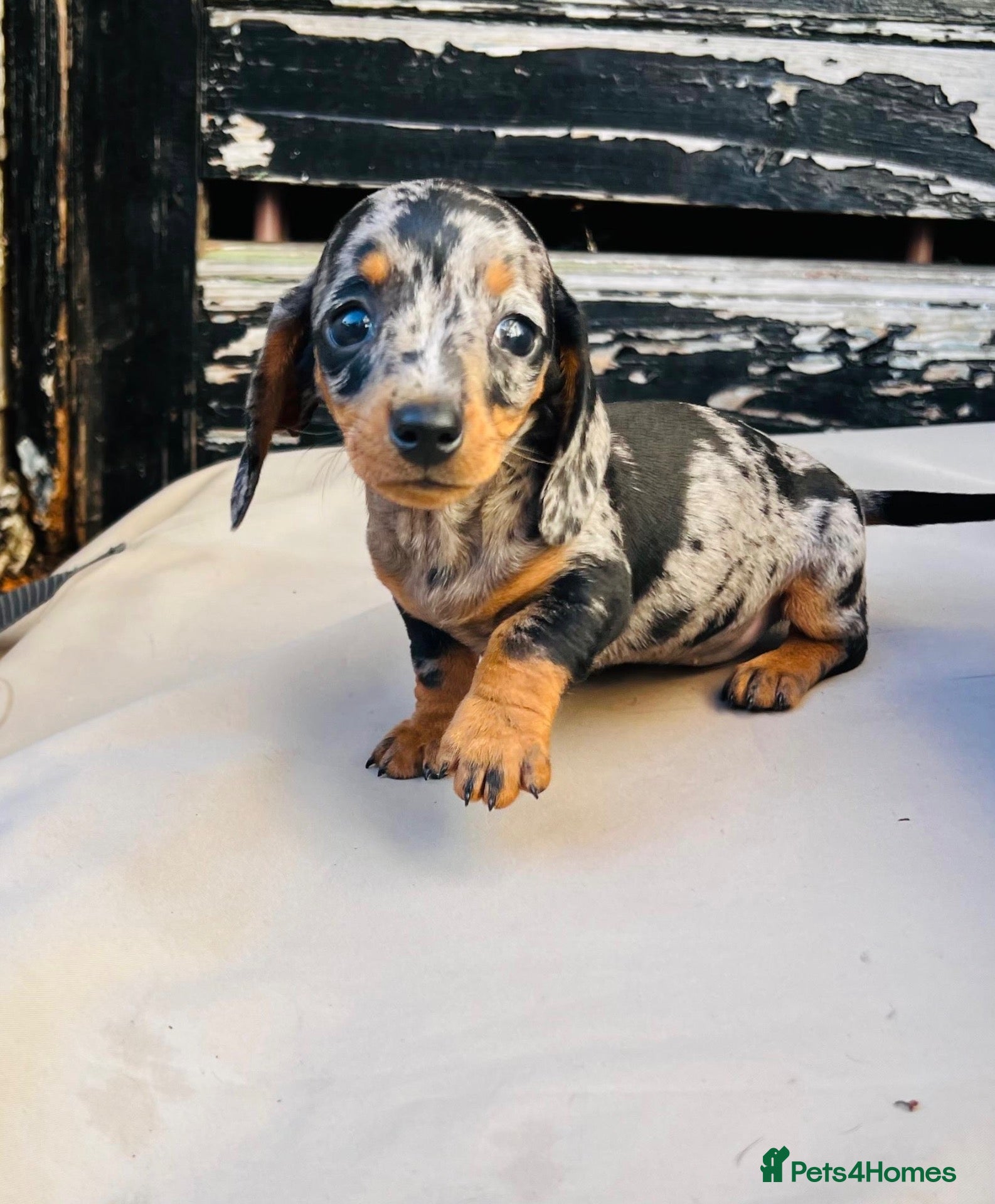 Miniature Dachshund dogs Very small smooth miniature daschund  - Advert 2