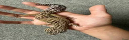 Leopard Gecko reptiles for sale: Mack Snow Leopard Gecko inc. full set up - Advert 2