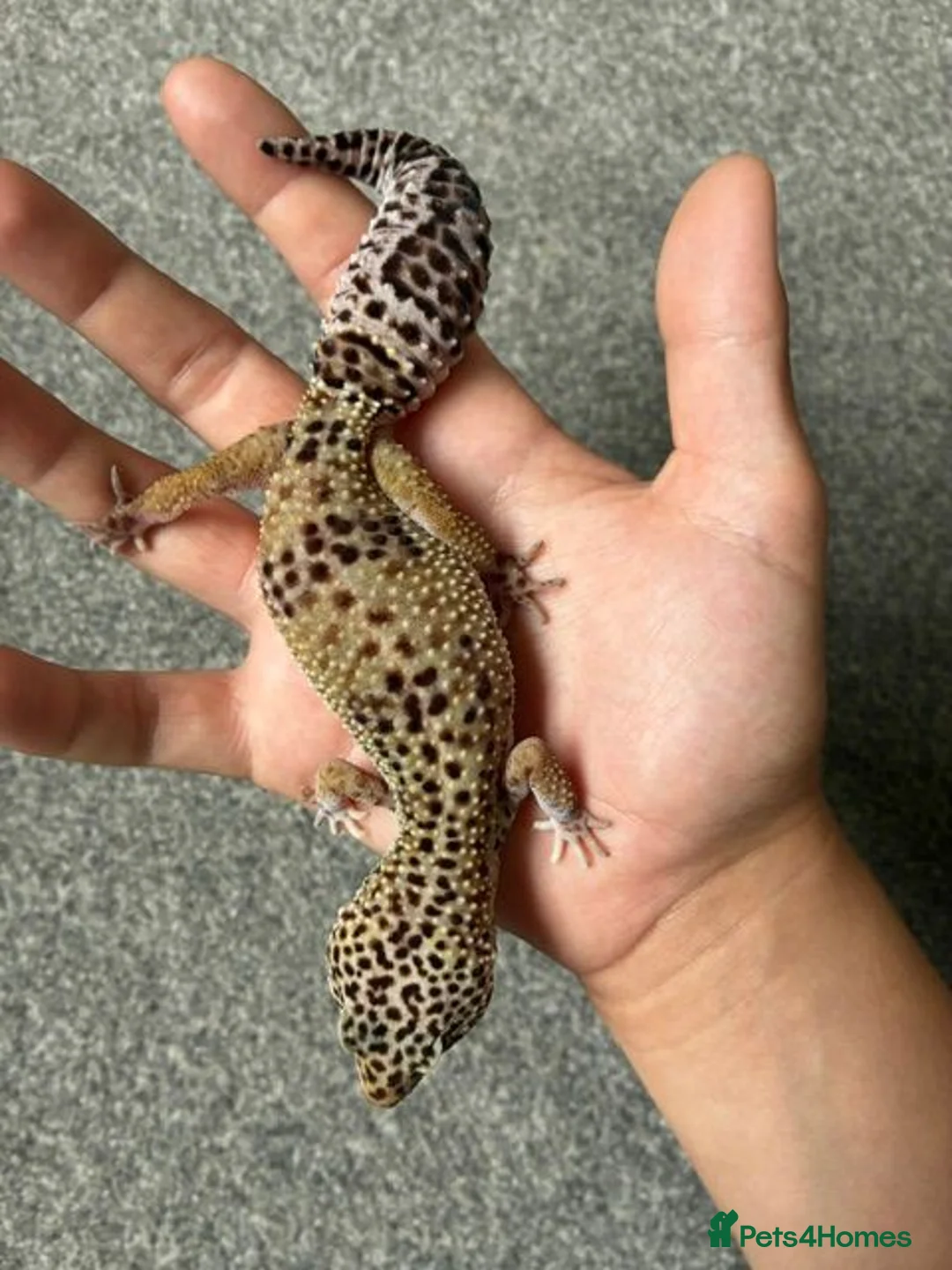 Leopard Gecko reptiles for sale: Mack Snow Leopard Gecko inc. full set up - Advert 2