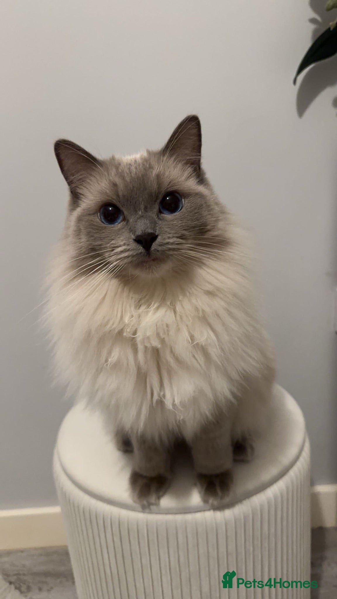 Ragdoll cats Ragdoll 3 years old - Advert 1
