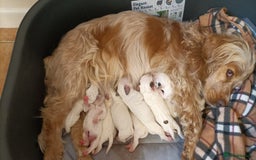 Mixed Breed dogs for sale: Cocker spaniel and terrier hybrid puppies  - Image 1