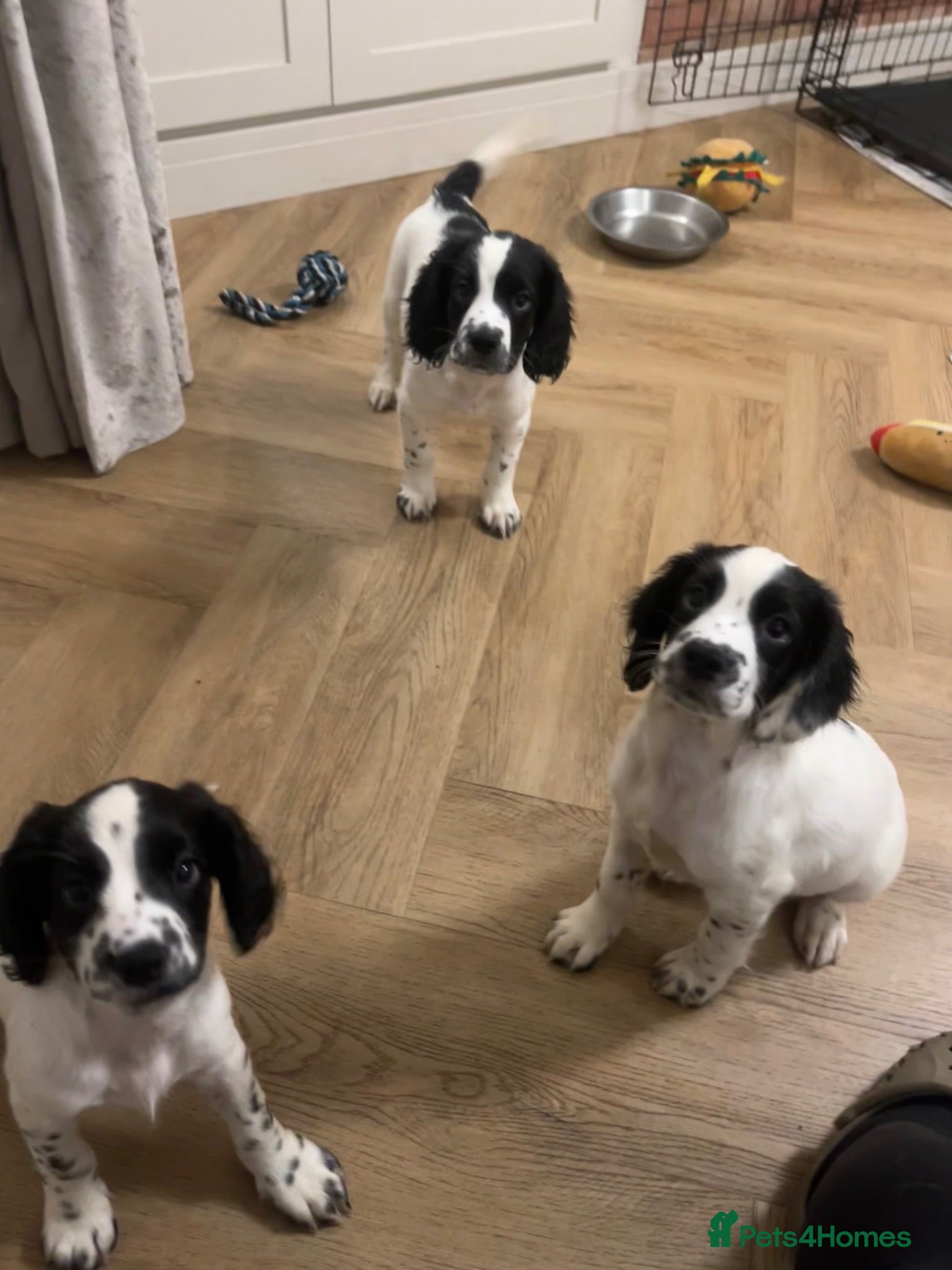Sprocker dogs Beautiful Sprocker puppies  - Advert 1