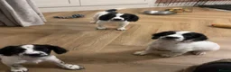 Sprocker dogs for sale: Beautiful Sprocker puppies  - Advert 1