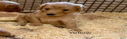 Labradoodle dogs for sale: Miniature Labradoodles frm licensed Exp breeder - Advert 29