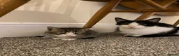 American Shorthair cats for sale: 7 beautiful kittens looking for forever homes  - Advert 9
