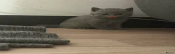 British Shorthair cats for sale: Beautiful British shorthair blue kittens - Advert 2