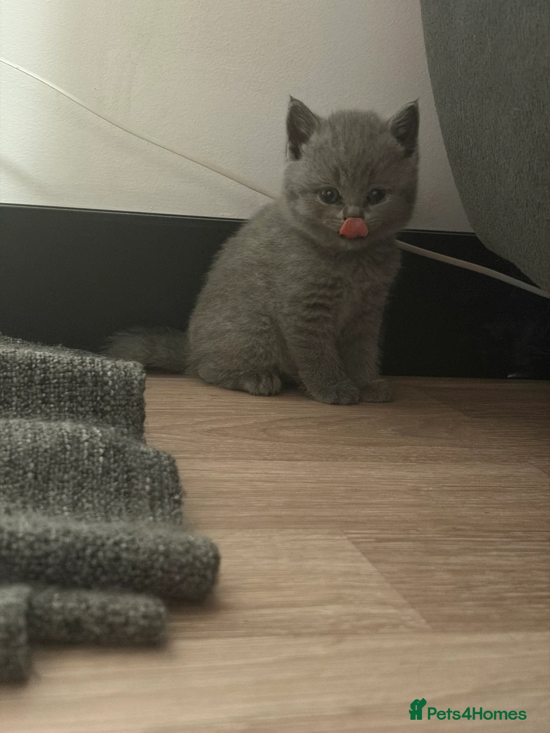 British Shorthair cats for sale: Beautiful British shorthair blue kittens - Advert 2