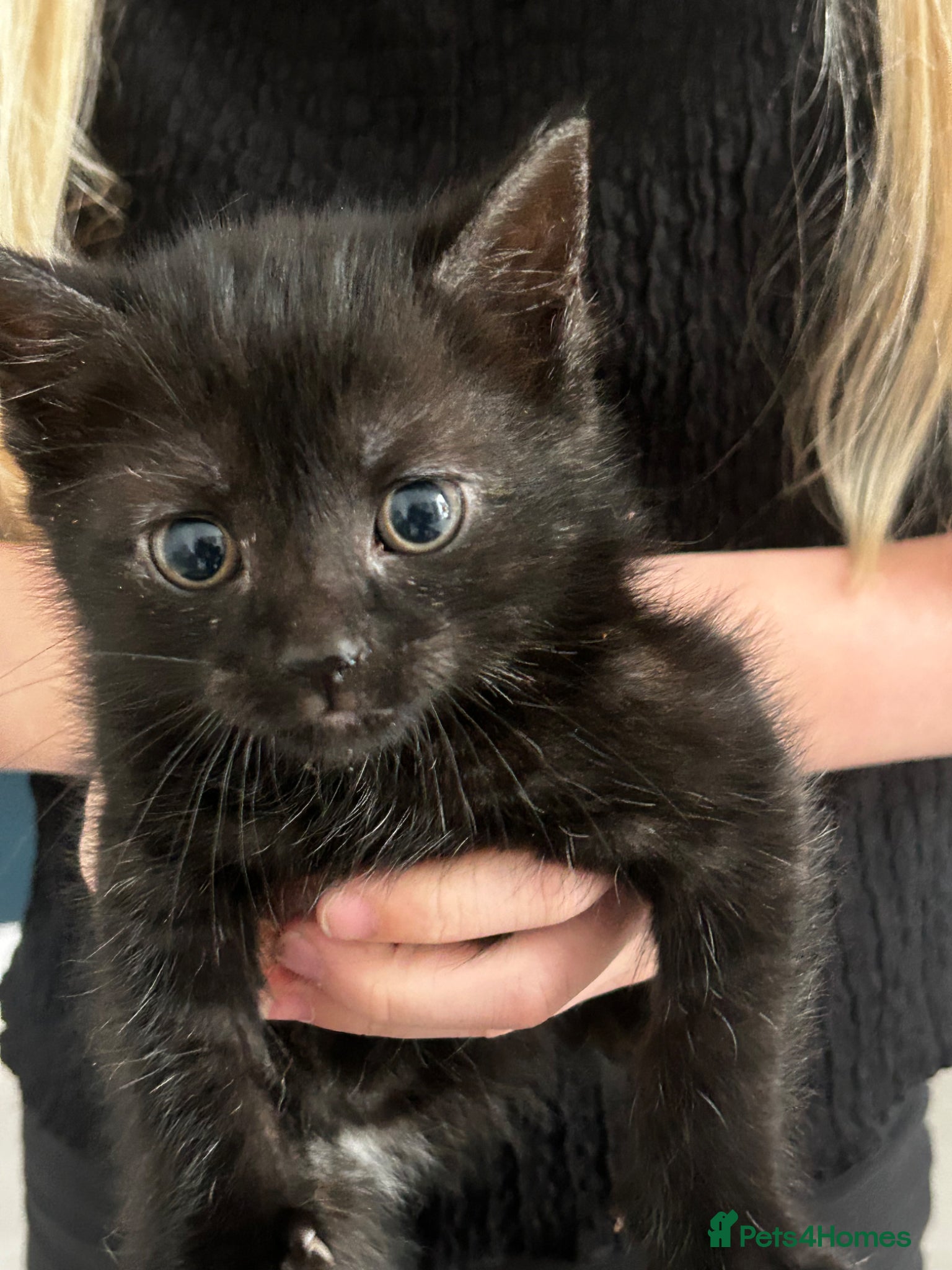 Mixed Breed cats 3 beautiful female kittens for sale  - Advert 1