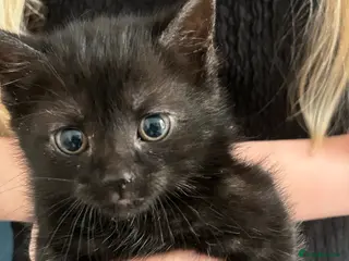 Mixed Breed cats 3 beautiful female kittens for sale - Advert 1