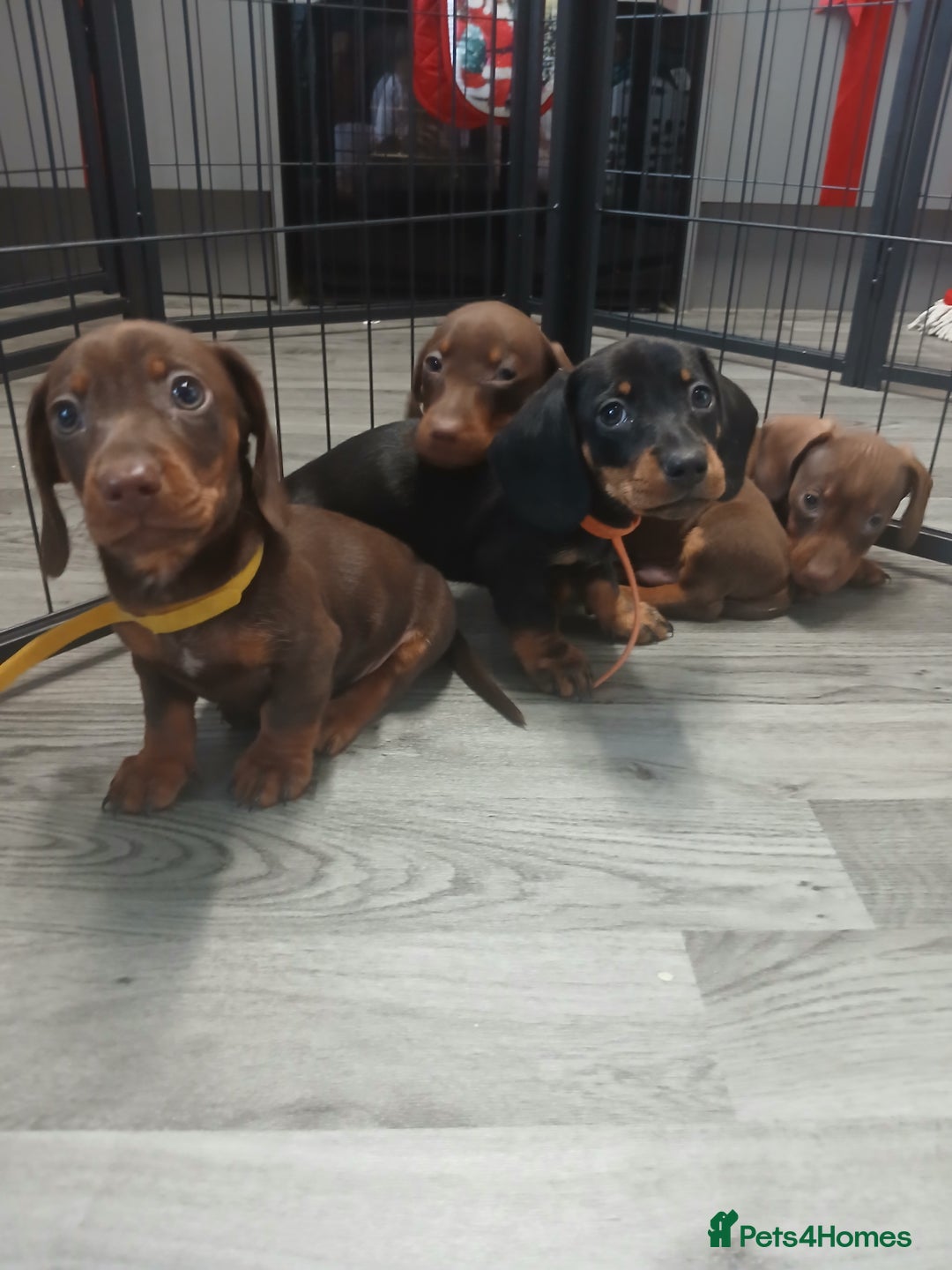 Dachshund dogs for sale: Dachshund puppies  - Advert 13