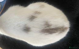 Netherland Dwarf rabbits for sale: Girl rabbits  - Image 4