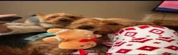 Yorkshire Terrier dogs for sale: Yorkshire terrier puppies  - Advert 14