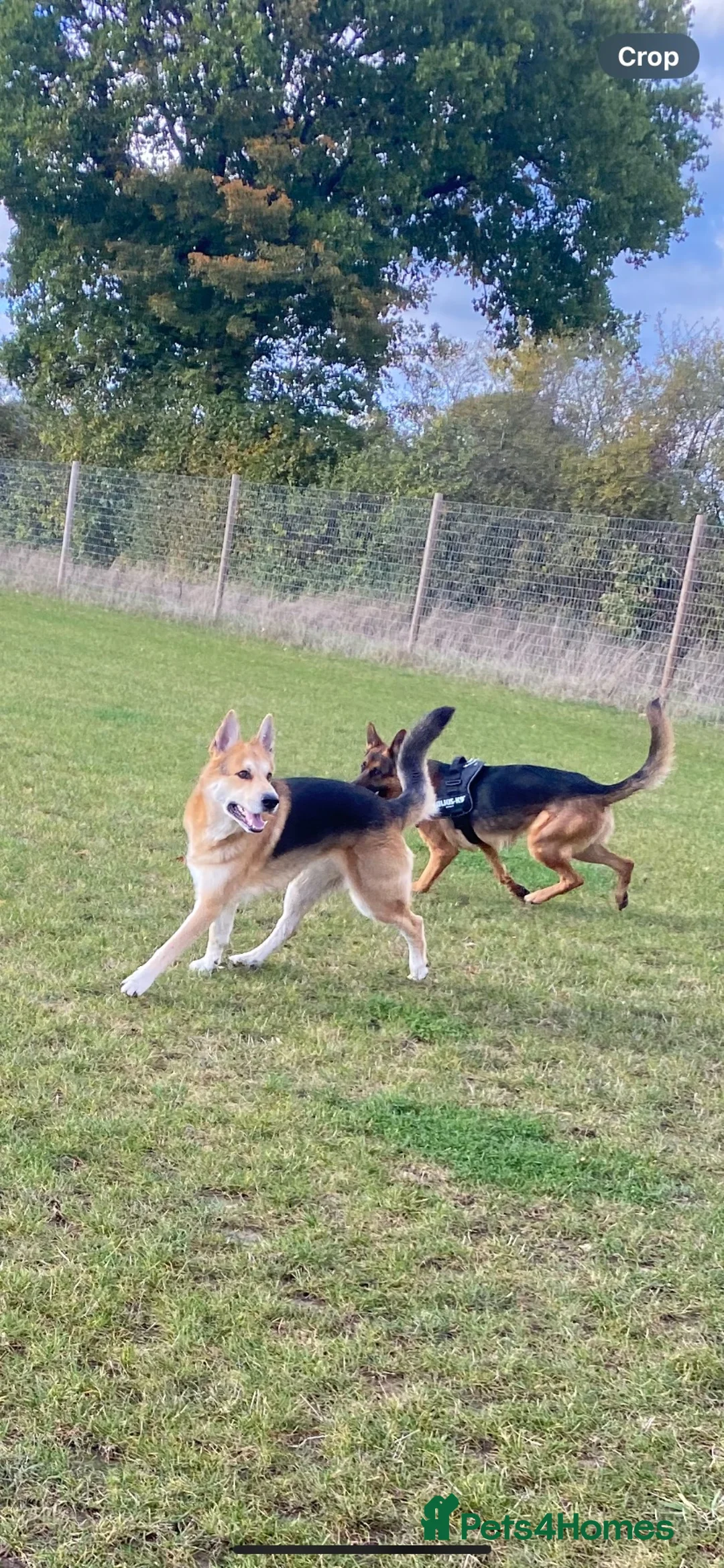 German Shepherd dogs for sale: 2 German Shepherds  - Advert 9