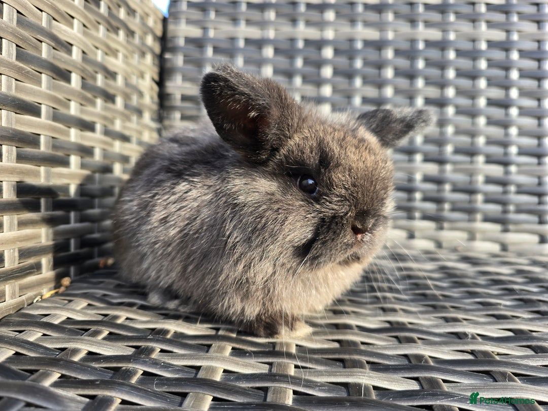 Mini Lop rabbits for sale: Beautiful mini lop bunnies - Image 2