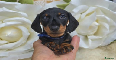 Dachshund dogs in Ilminster - Advert 2