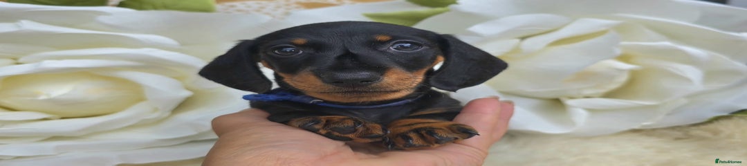 Dachshund Puppy 7