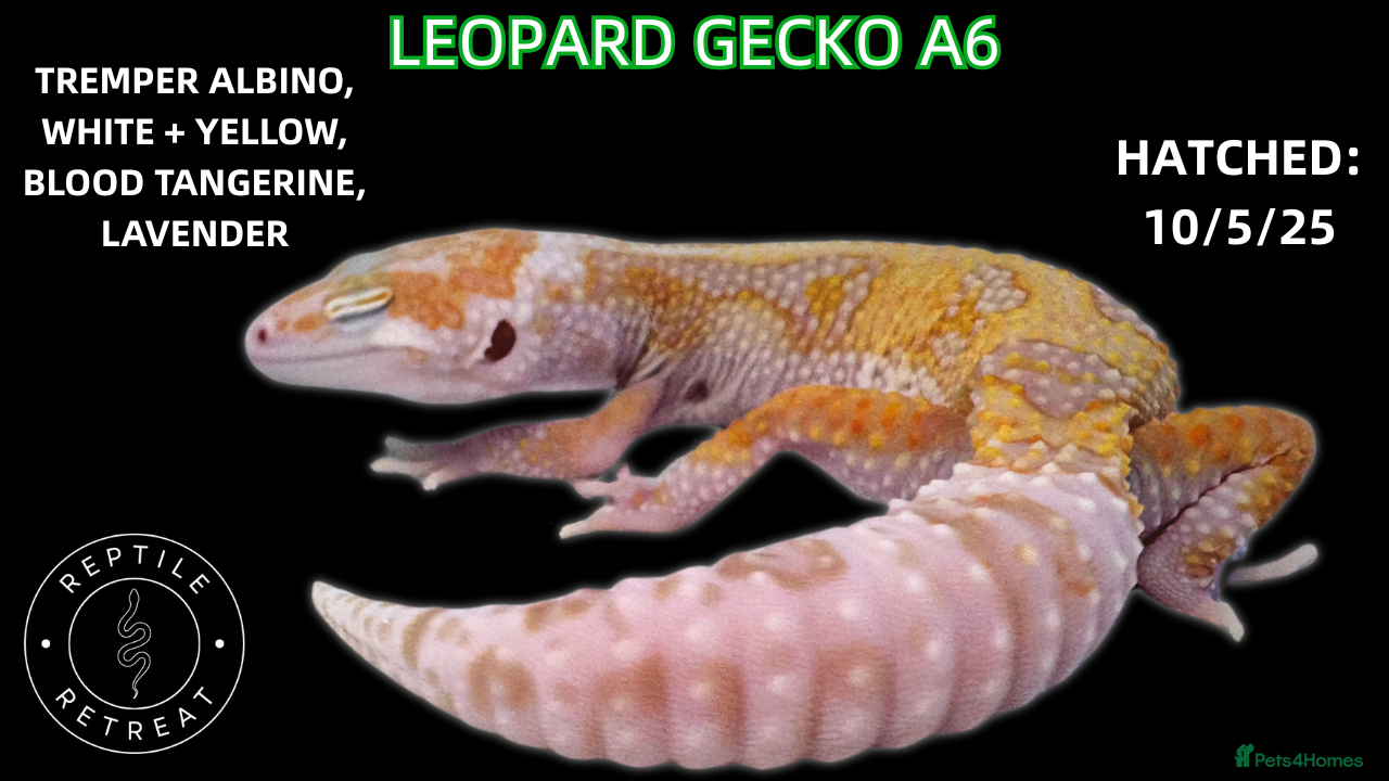 Leopard Gecko reptiles BABY LEOPARD GECKOS!! - Advert 13