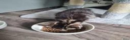 Mixed Breed cats for sale: For sale £80 in Wigan - Advert 4