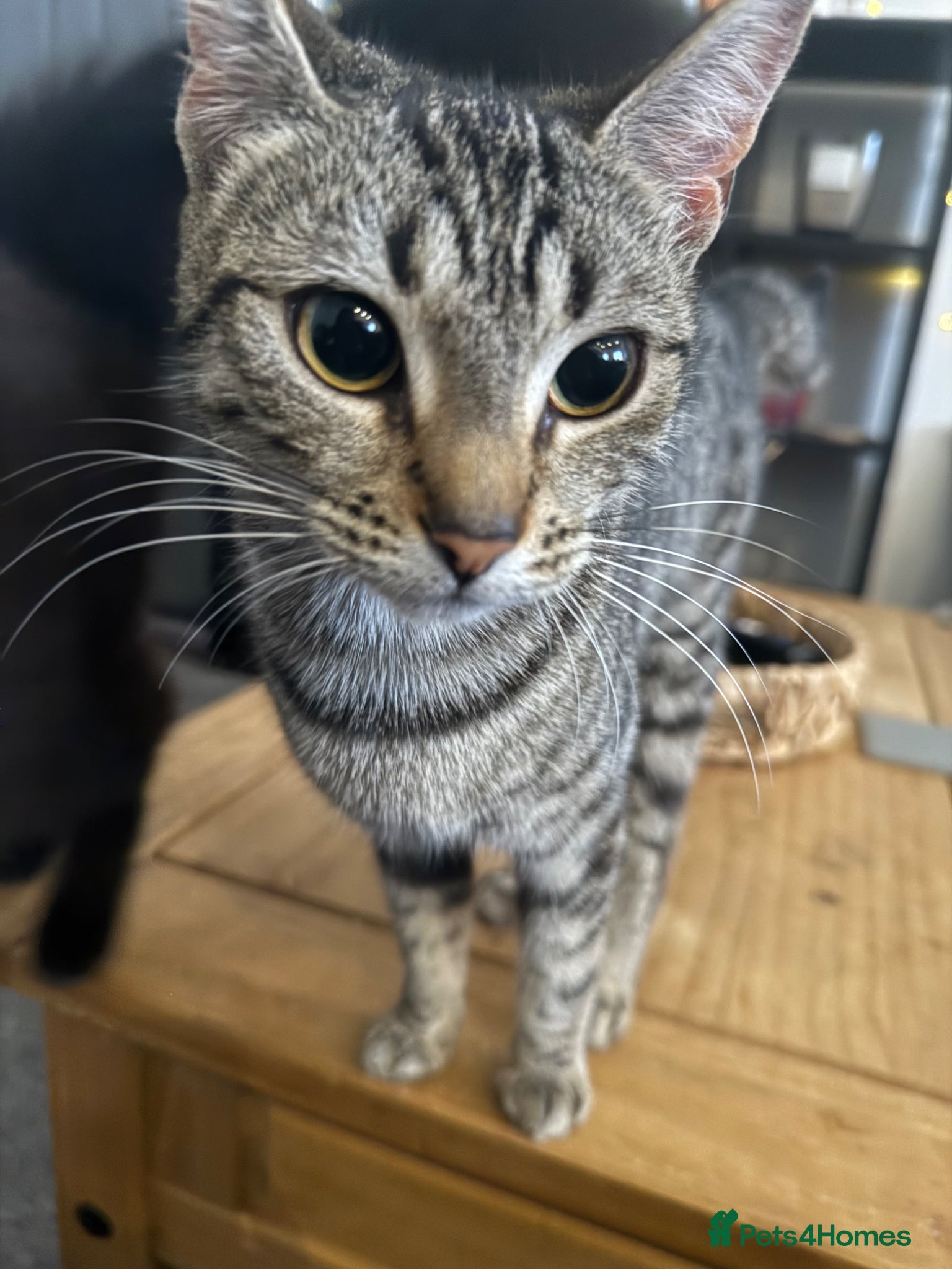 Mixed Breed cats  rehoming - Advert 9