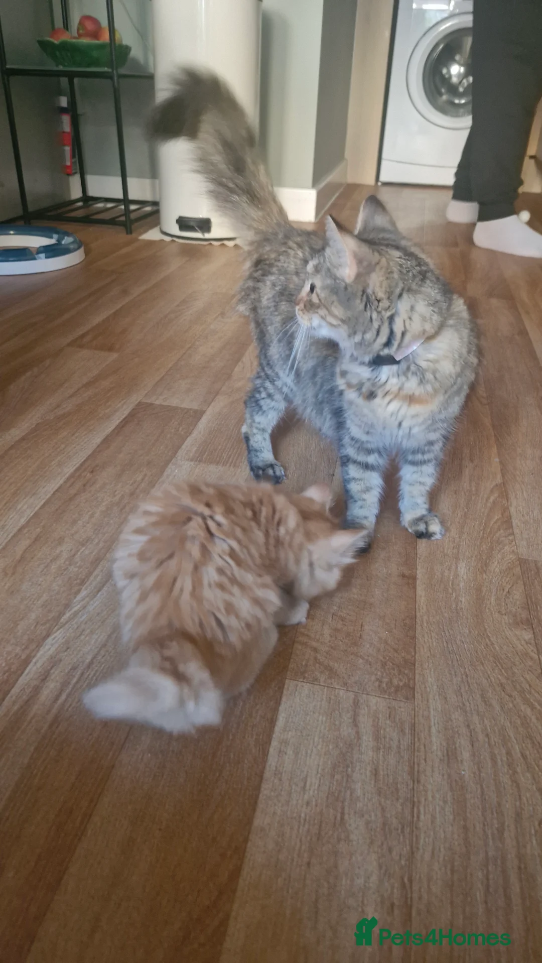 Mixed Breed cats for sale: Ginger male kitten - Advert 2