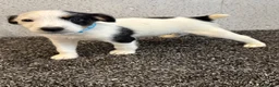 Jack Russell dogs for sale: Working type jack Russell pups  - Advert 9