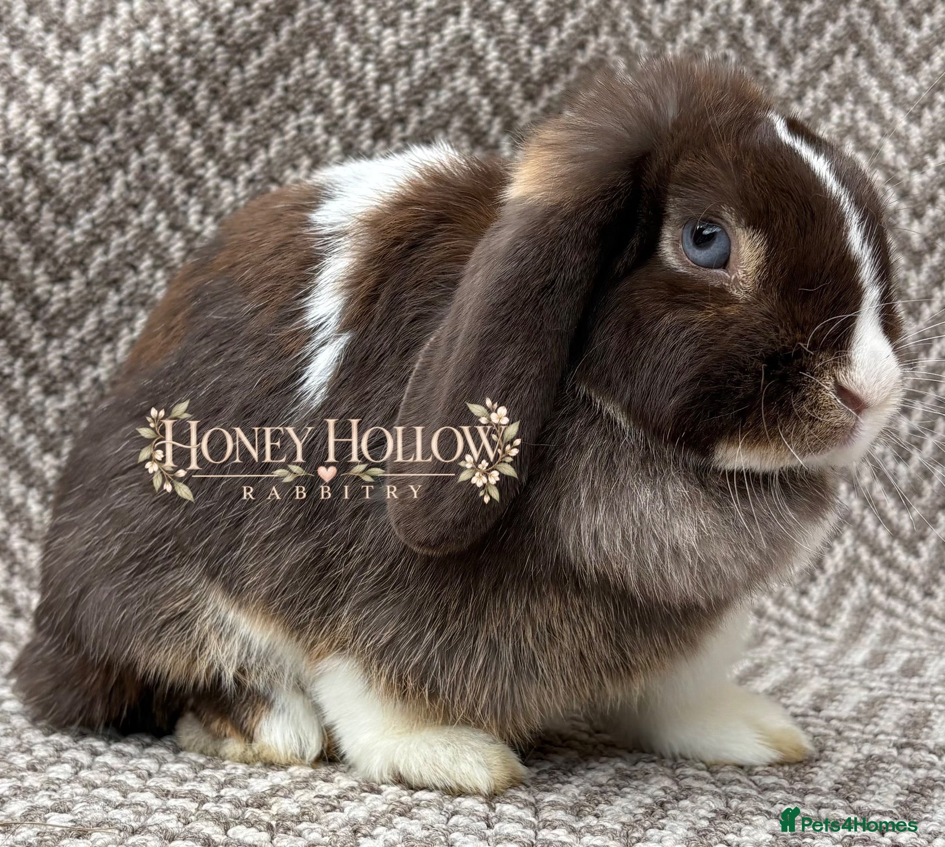 Mini Lop rabbits for sale: Mini lop doe - Advert 3