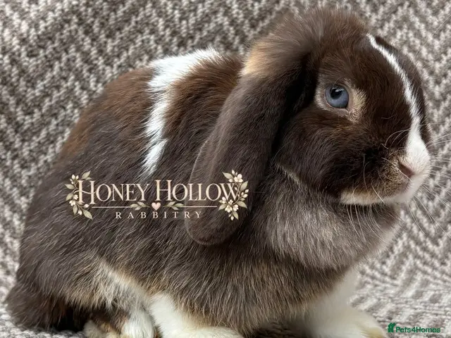 Mini Lop rabbits for sale: Mini lop doe - Advert 1