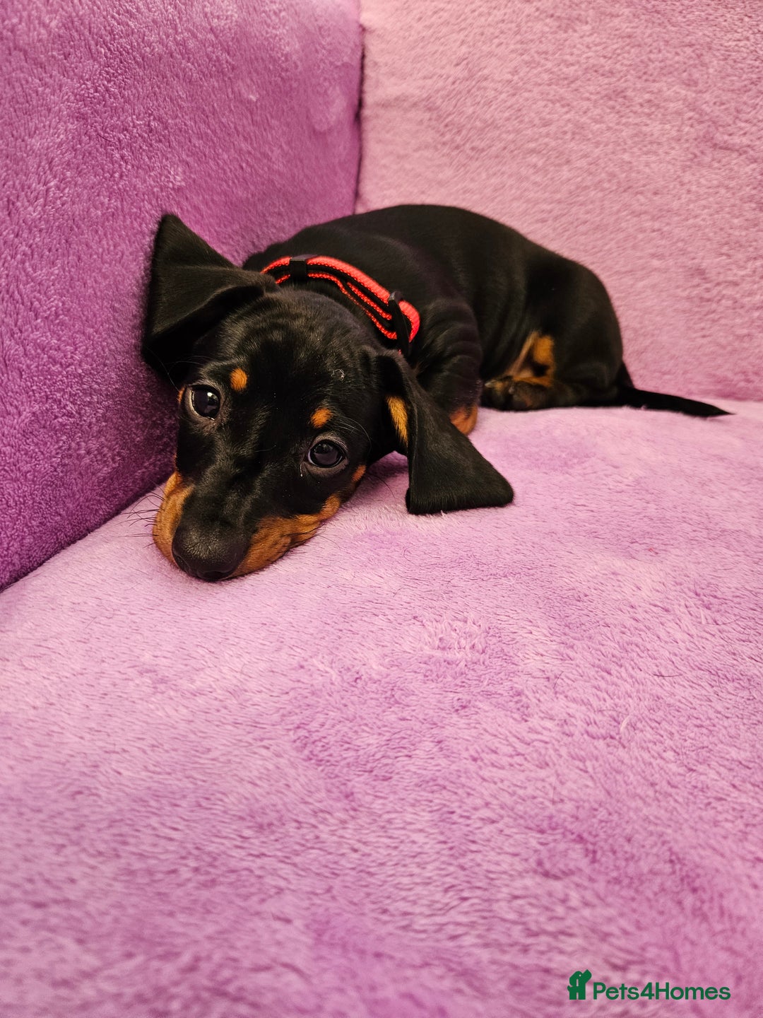 Dachshund dogs for sale: Puppies for sale - Advert 6