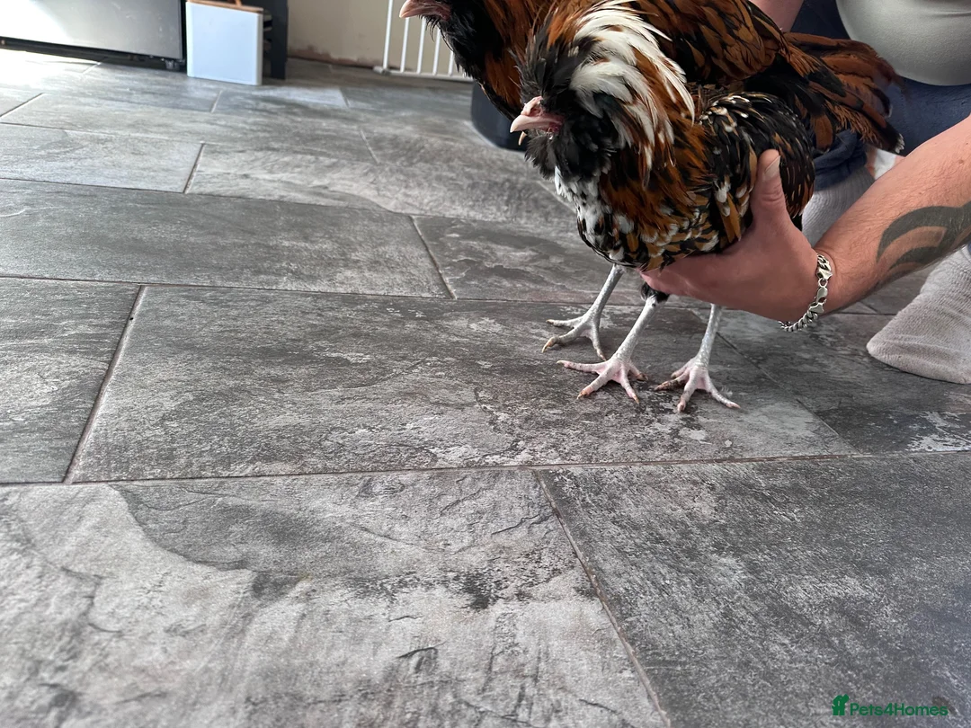 Mixed Breed livestock for sale: Tobin’s and gold lace chicken - Advert 6