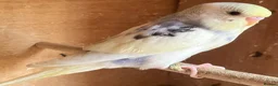 Budgerigars birds for sale: Baby budgies and pairs for sale  - Advert 11