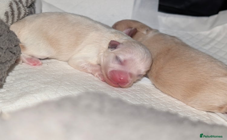 Pomeranian dogs Beautiful pure Pomeranians tiny babys - Advert 8