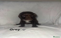 Cockapoo dogs for sale: READY TO LEAVE COCKAPOO PUPPIES - Image 5