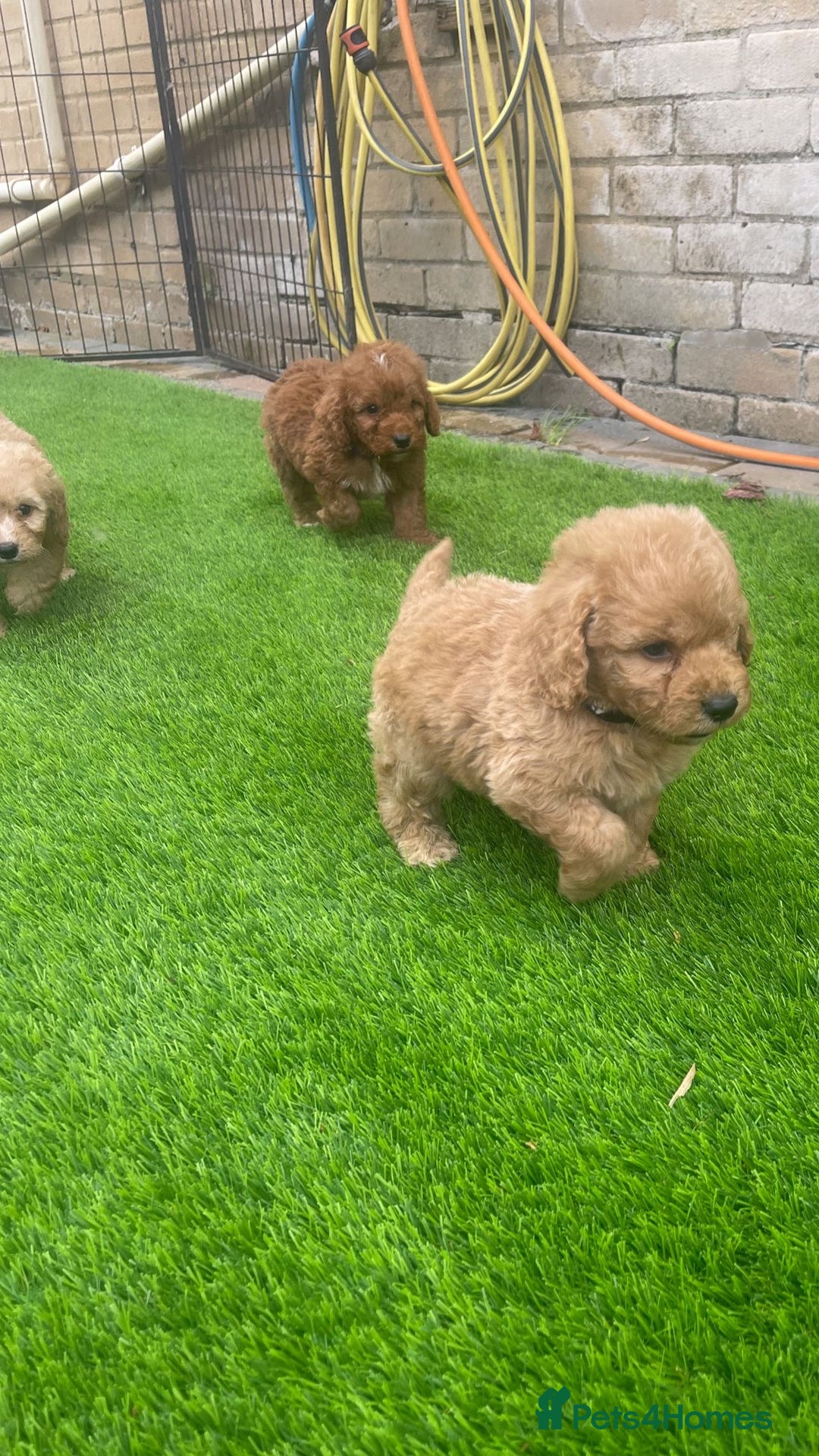 Cockapoo dogs for sale: Cockerpoo Puppies - Image 4