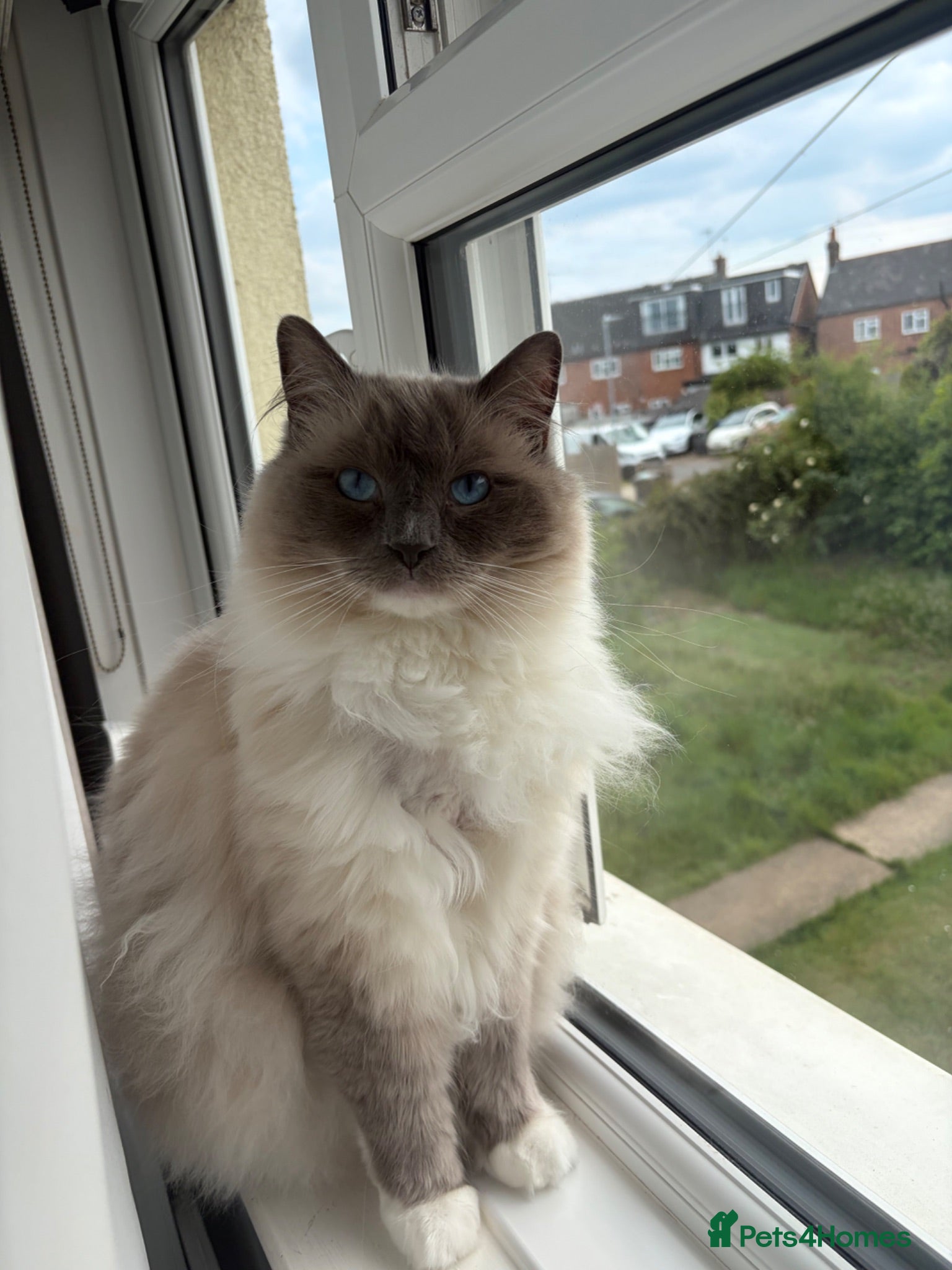 Ragdoll cats 2 year old ragdoll male - Advert 1