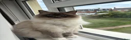 Ragdoll cats for sale: 2 year old ragdoll male - Advert 1