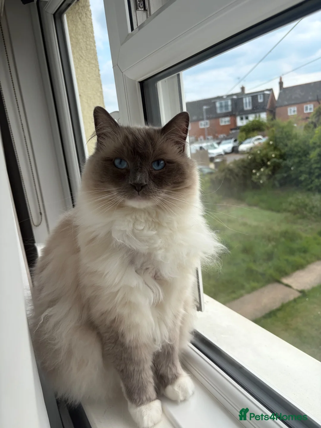 Ragdoll cats for sale: 2 year old ragdoll male - Advert 1