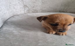 Mixed Breed dogs for sale: Four Little Ones:Sweet Female Puppies Seeking Home - Image 9