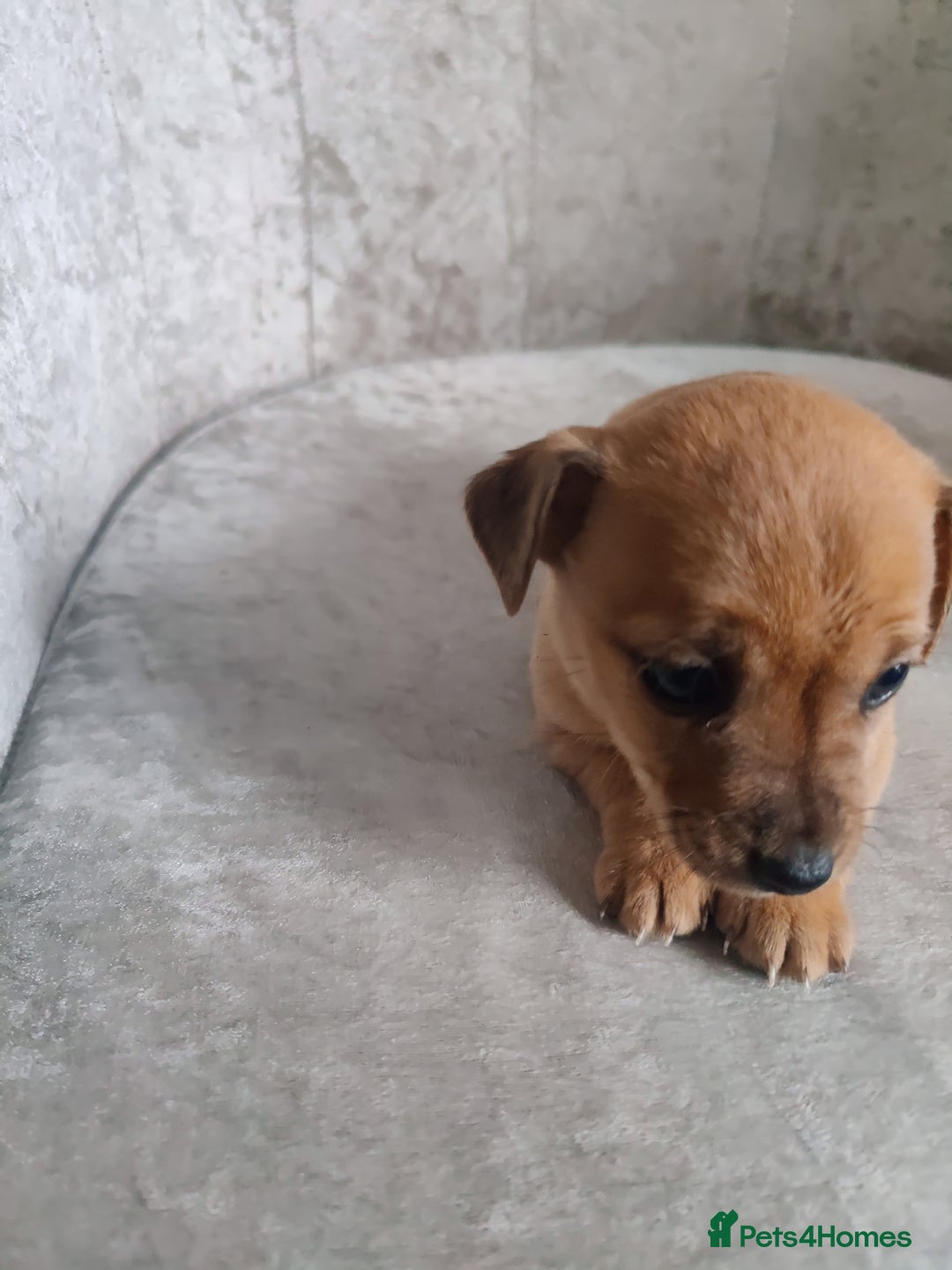 Mixed Breed dogs for sale: Four Little Ones:Sweet Female Puppies Seeking Home - Image 9