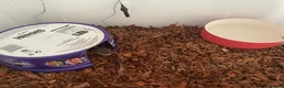 Python Snake reptiles for sale: Ball pythons  - Advert 13