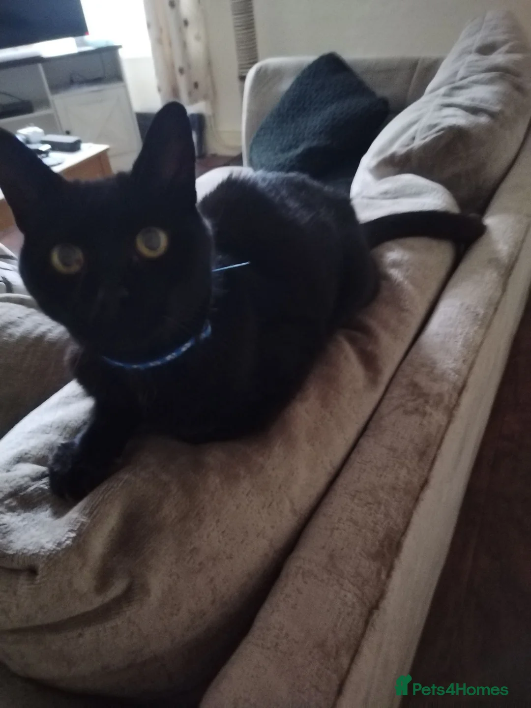 Bombay cats for sale: 17/18 y/o Sooty (Free)  - Advert 1