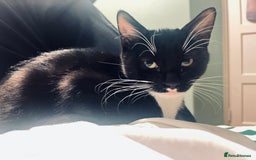 Mixed Breed cats for sale: 4 month old kittens looking for forever homes! - Advert 10