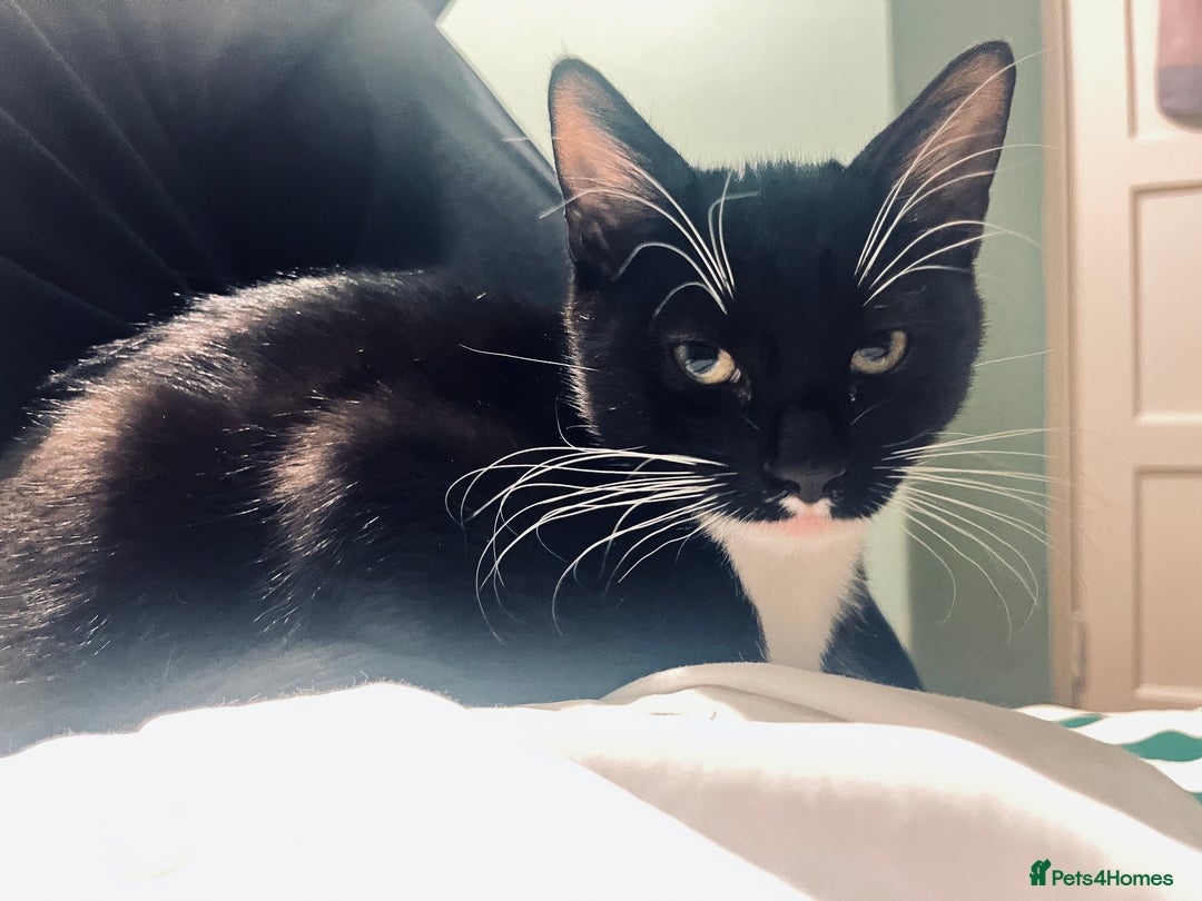 Mixed Breed cats for sale: 4 month old kittens looking for forever homes! - Advert 10