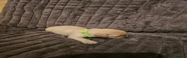 Golden Retriever 2