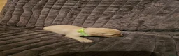 Golden Retriever dogs for sale: Golden Retriever puppys in Harrow London  - Advert 24
