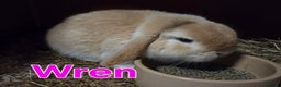 Mini Lop rabbits for sale: ❤️mini lop & mini rex girls available ❤️ - Advert 4